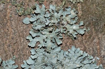 <i>Parmelia sulcata</i>