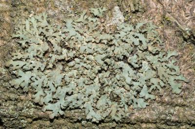 <i>Phaeophyscia orbicularis</i>