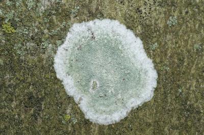 <i>Phlyctis argena</i>