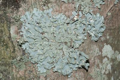 <i>Punctelia borreri</i>