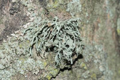 <i>Ramalina farinacea</i>