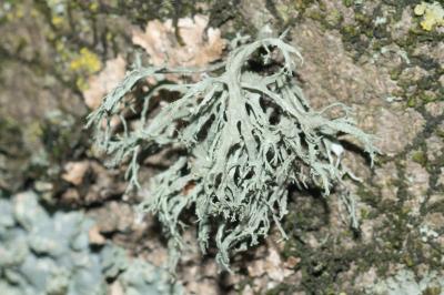 <i>Ramalina farinacea</i>