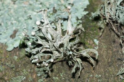 <i>Ramalina fastigiata</i>