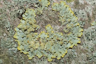 <i>Xanthoria parietina</i>