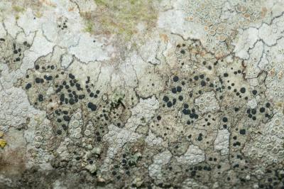 <i>Lecidella elaeochroma</i>
