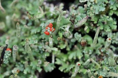 <i>Cladonia macilenta</i>
