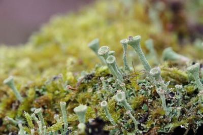 <i>Cladonia fimbriata</i>