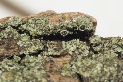 <i>Hyperphyscia adglutinata</i>