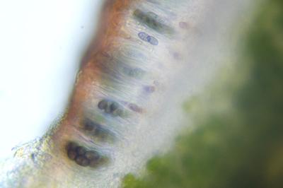 <i>Hyperphyscia adglutinata</i>