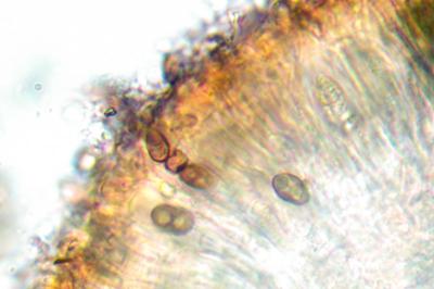 <i>Hyperphyscia adglutinata</i>