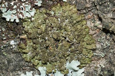 <i>Melanelixia glabratula</i>