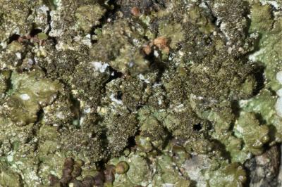 <i>Melanelixia glabratula</i>