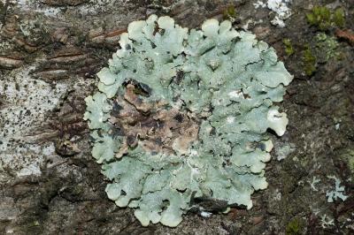 <i>Punctelia borreri</i>