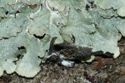 <i>Punctelia borreri</i>