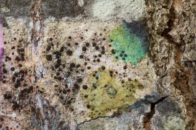 <i>Lecidella elaeochroma</i>