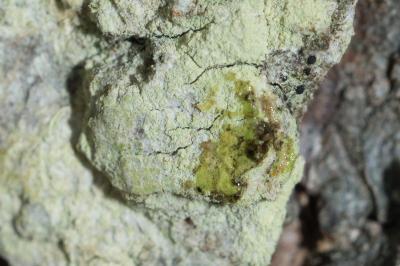 <i>Lecanora expallens</i>