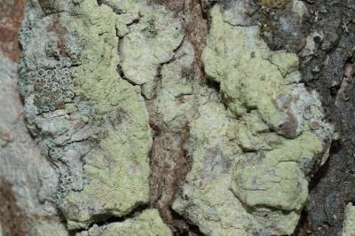 <i>Lecanora expallens</i>