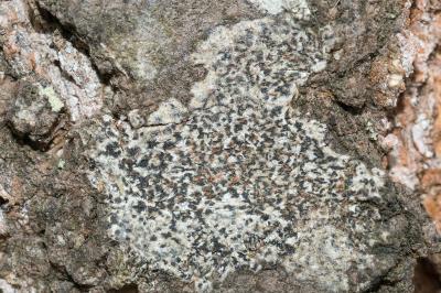 <i>Arthonia radiata</i>