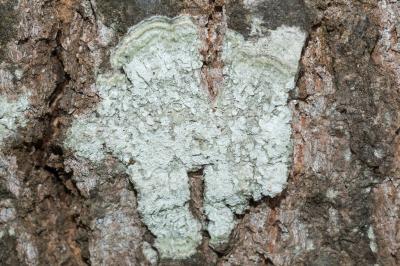 <i>Lepra albescens</i>