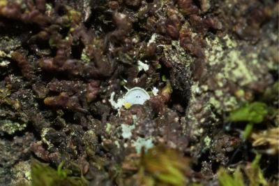 <i>Normandina pulchella</i>