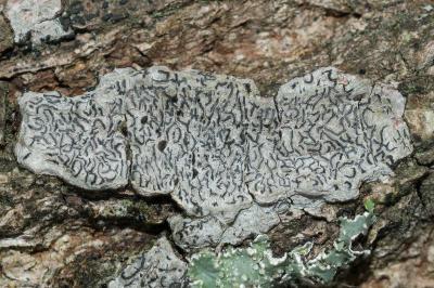 <i>Graphis scripta</i>