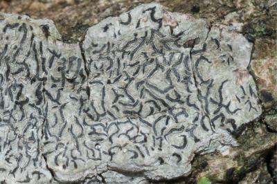 <i>Graphis scripta</i>