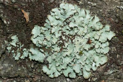 <i>Punctelia jeckeri</i>