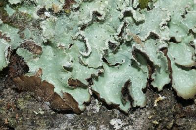 <i>Punctelia jeckeri</i>