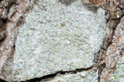 <i>Ochrolechia arborea</i>