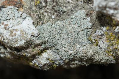 <i>Polyozosia albescens</i>