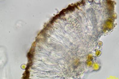 <i>Athallia cerinella</i>