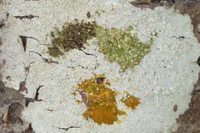 MELANTOIS