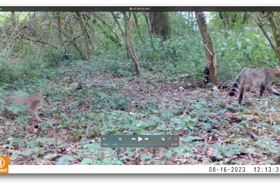 Chat forestier