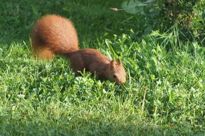 Sciurus vulgaris