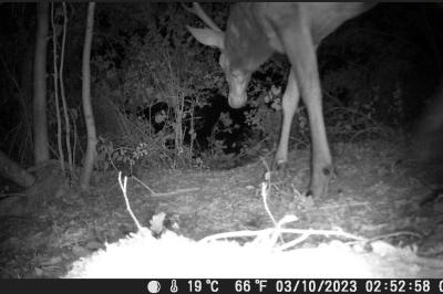 Cerf élaphe