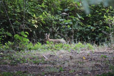 Lapin de garenne