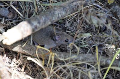 Apodemus sylvaticus
