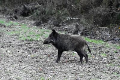 Sanglier