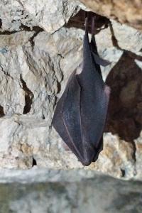 Grand Rhinolophe