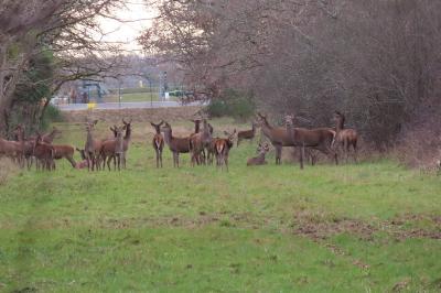 Cervus elaphus