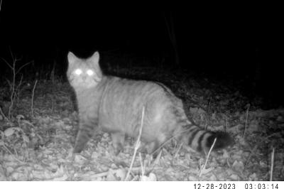 Chat forestier