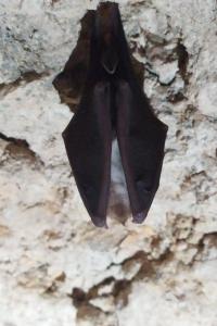 Grand Rhinolophe