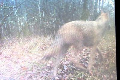Loup