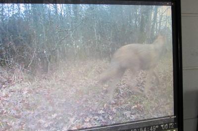 Loup