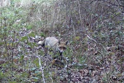 Renard roux