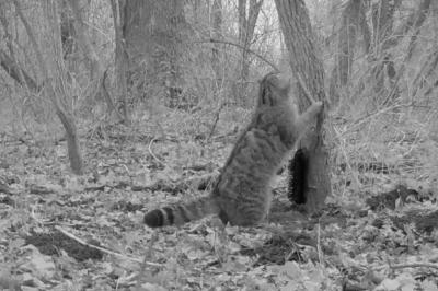 Chat forestier