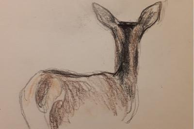 Cerf élaphe