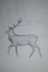 Cerf élaphe