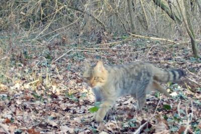 Felidae