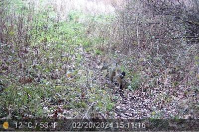 Chat forestier